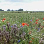 Agriculture dans la Somme : l’Inrae explore les liens entre bio et conventionnel
