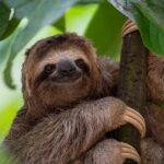 Pourquoi les paresseux évoluent-ils vers une lenteur extrême dans leur habitat naturel ?