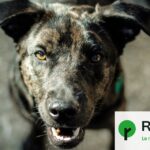 Que faire des chiens mordeurs : recommandations des vétérinaires pour prévenir les incidents