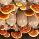 Le champignon reconnu pour ses propriétés anti-âge dans les soins de beauté.