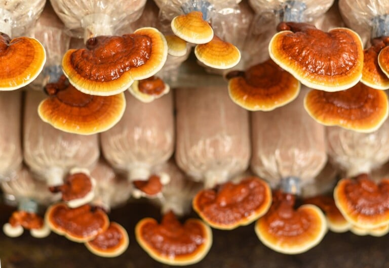 Le champignon reconnu pour ses propriétés anti-âge dans les soins de beauté.