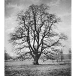 Le grand inventaire des arbres britanniques révèle la biodiversité menacée au Royaume-Uni