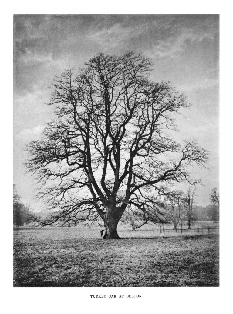 Le grand inventaire des arbres britanniques révèle la biodiversité menacée au Royaume-Uni