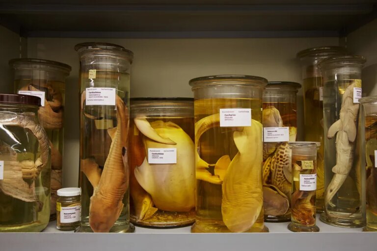 Un musée bâlois déménage avec douze millions d’objets en mouvement.