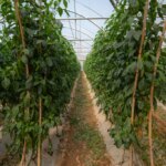 Raghda en Jordanie : un parcours de précarité vers l’autonomie professionnelle.