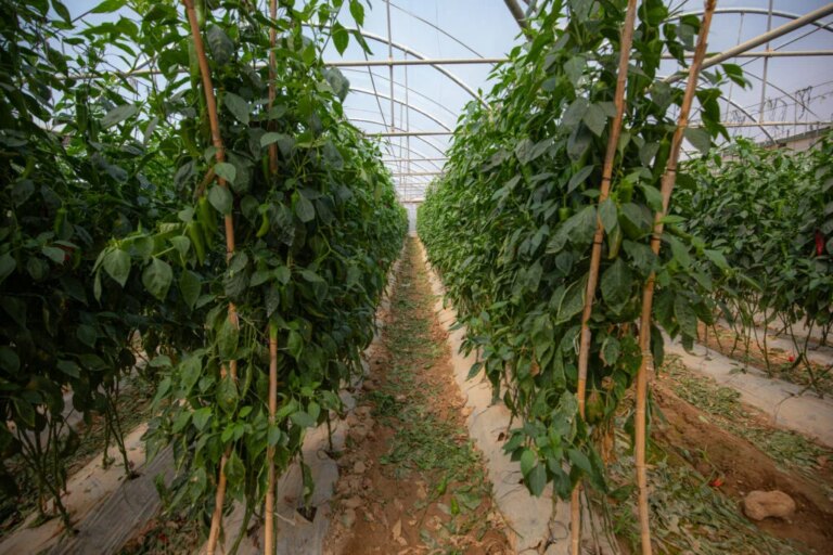 Raghda en Jordanie : un parcours de précarité vers l’autonomie professionnelle.