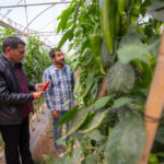Réforme de la chaîne de valeur agricole en Jordanie : enjeux et perspectives de marché.