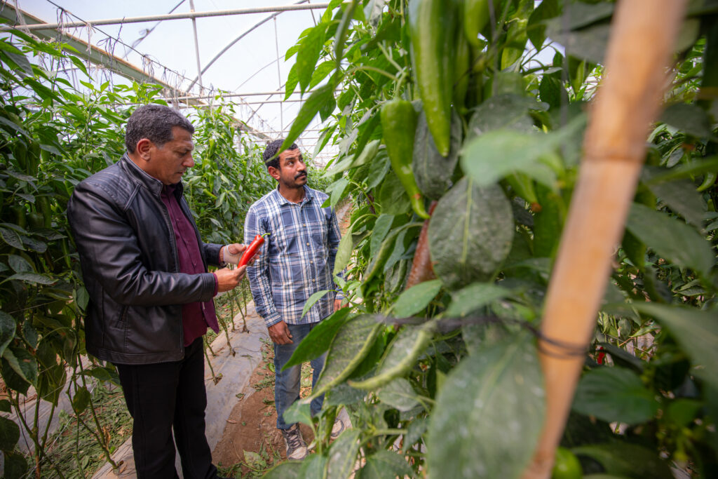 Réforme de la chaîne de valeur agricole en Jordanie : enjeux et perspectives de marché.