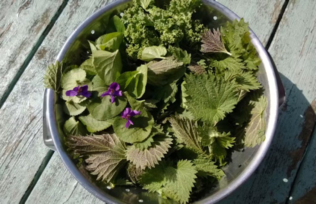 Cinq plantes comestibles à cueillir dans les espaces urbains en France.