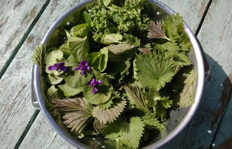 Cinq plantes comestibles à cueillir dans les espaces urbains en France.