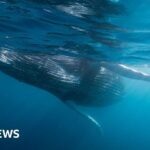 Découverte d&rsquo;un cimetière de baleines vieux de cinq millions d&rsquo;années.