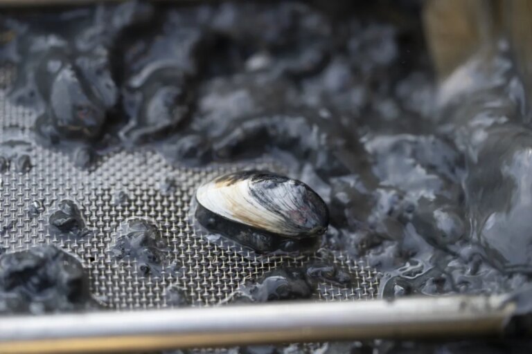 Bienne teste un système innovant pour lutter contre les moules quagga dans ses conduites.