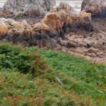 Arpenter le sentier des douaniers en Bretagne, un parcours naturel de préservation environnementale.