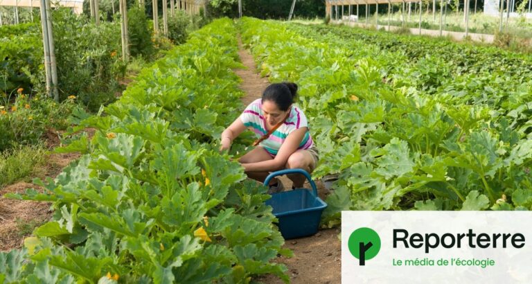 L’Assemblée approuve la revalorisation des petites retraites agricoles en France.