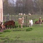 Domaine des Douages : 800 animaux d’élevage en danger, un appel à la générosité lancé