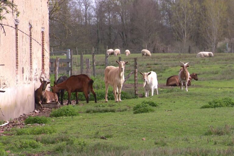 Domaine des Douages : 800 animaux d’élevage en danger, un appel à la générosité lancé