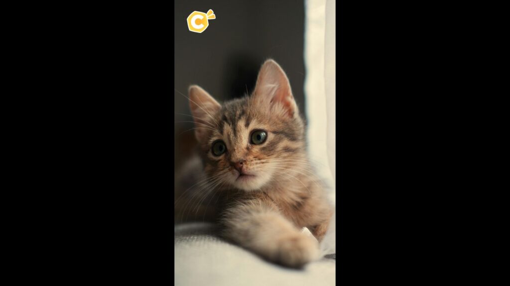 Un adolescent arrêté en France pour maltraitance sur des chats dans un refuge.