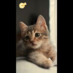 Un adolescent arrêté en France pour maltraitance sur des chats dans un refuge.