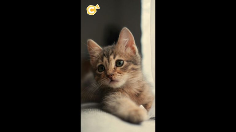 Un adolescent arrêté en France pour maltraitance sur des chats dans un refuge.