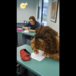 Bac : modalités d&rsquo;examen et préparation pour les candidats en France