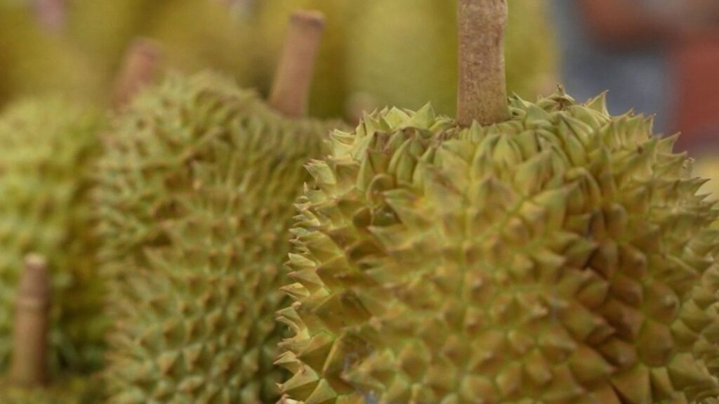 Le durian, fruit controversé, gagne en popularité en Thaïlande malgré son odeur forte.