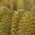Le durian, fruit controversé, gagne en popularité en Thaïlande malgré son odeur forte.