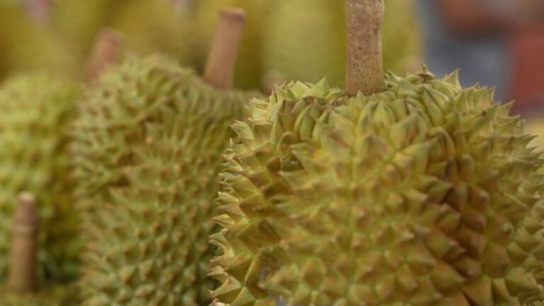 Le durian, fruit controversé, gagne en popularité en Thaïlande malgré son odeur forte.