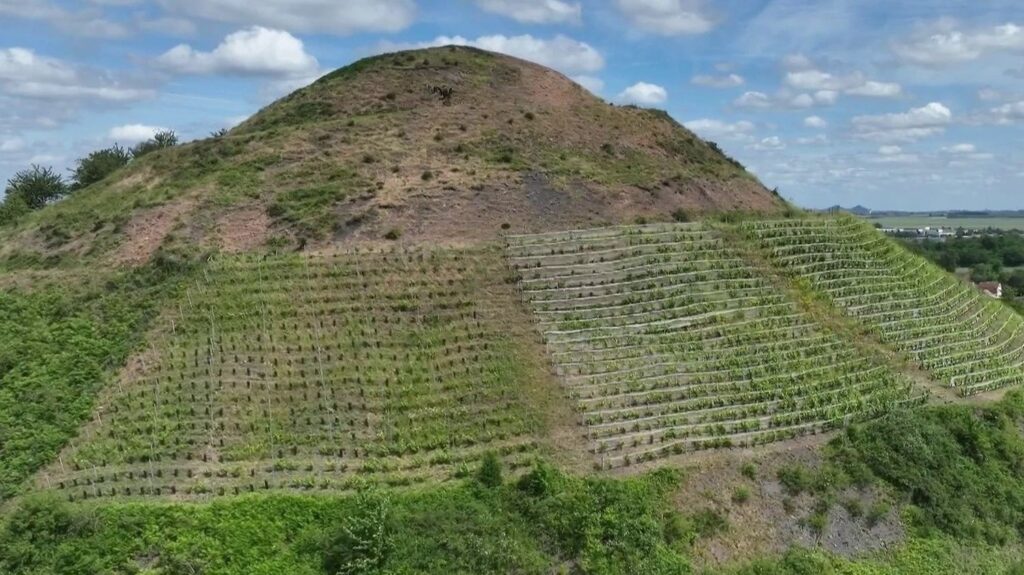 Des terrils du Pas-de-Calais se transforment en vignobles, témoins de l’histoire minière.