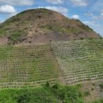 Des terrils du Pas-de-Calais se transforment en vignobles, témoins de l’histoire minière.