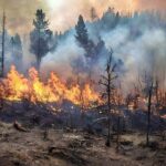 Feux de forêts : vigilance élevée pour les Bouches-du-Rhône en raison des départs de feu.
