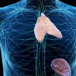 Le thymus, organe clé du système immunitaire, révèle son rôle essentiel en santé.