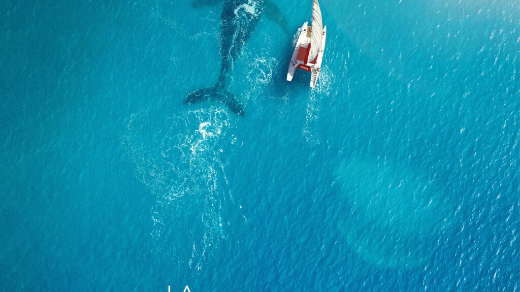 Une baleine interagit avec un musicien lors d’une performance en mer en France.