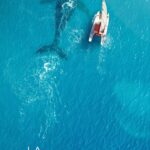 Une baleine interagit avec un musicien lors d’une performance en mer en France.