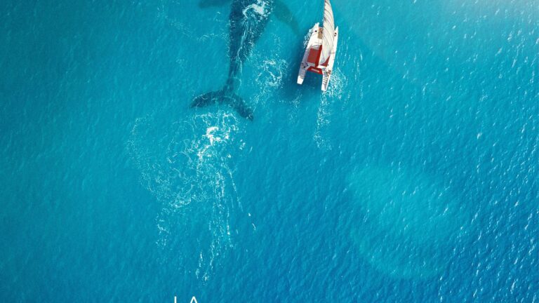Une baleine interagit avec un musicien lors d’une performance en mer en France.