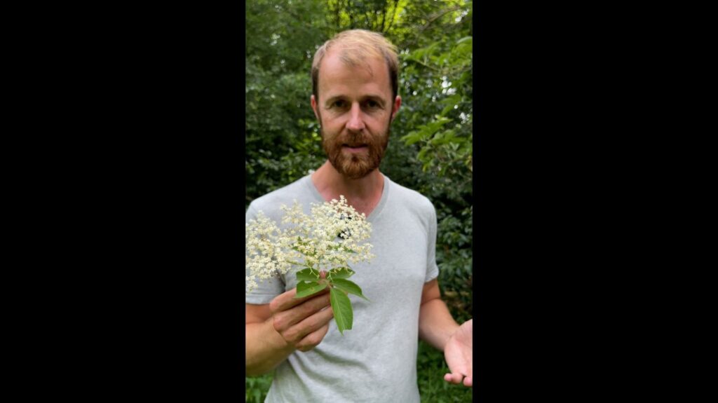 Plantes sauvages comestibles : conseils pratiques d’un botaniste en France