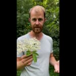 Plantes sauvages comestibles : conseils pratiques d&rsquo;un botaniste en France