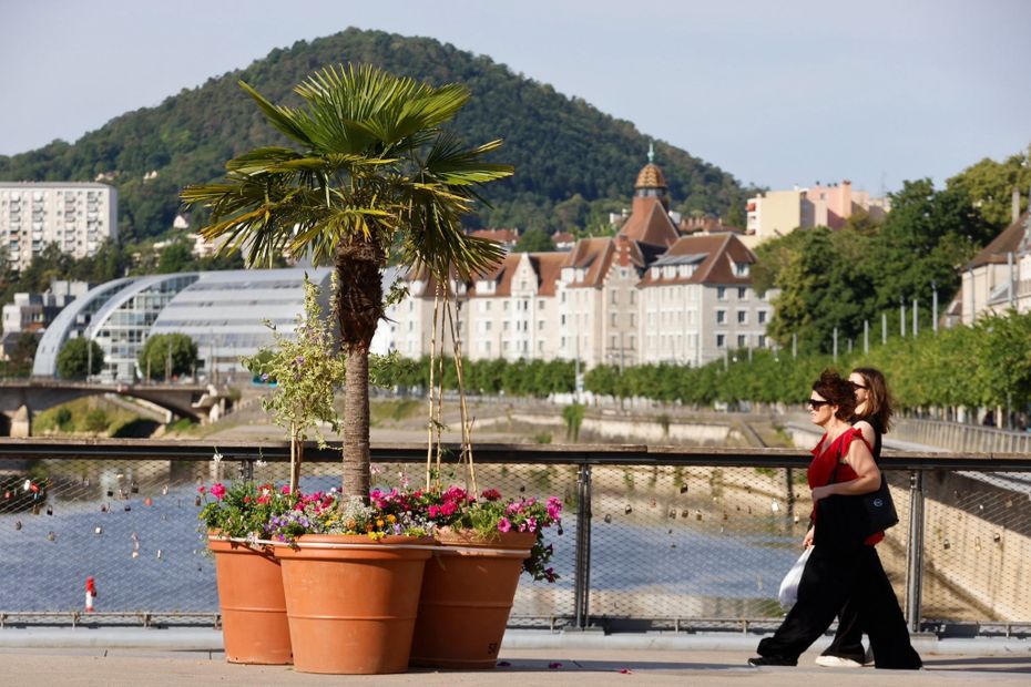Des citoyens tentent de déplacer des palmiers à Besançon, la mairie porte plainte.