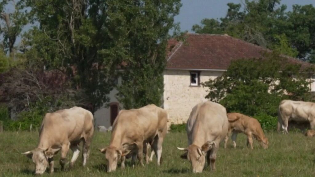Baisse de natalité chez les animaux et arbres fruitiers en raison des fortes chaleurs.