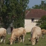 Baisse de natalité chez les animaux et arbres fruitiers en raison des fortes chaleurs.