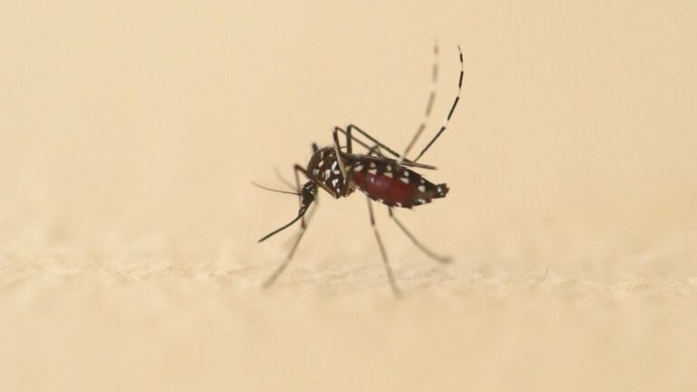 Plus de 210 cas de chikungunya, dengue et Zika recensés en France depuis début mai.