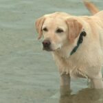 Hausse des températures : conseils pour protéger votre chien en période de chaleur.