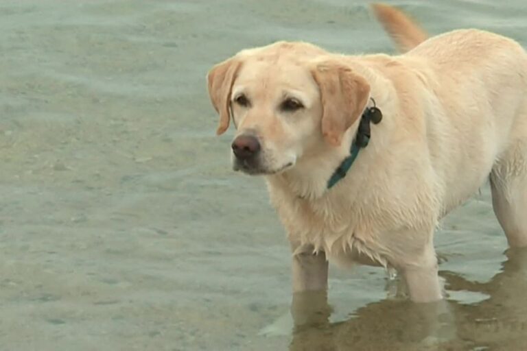 Hausse des températures : conseils pour protéger votre chien en période de chaleur.