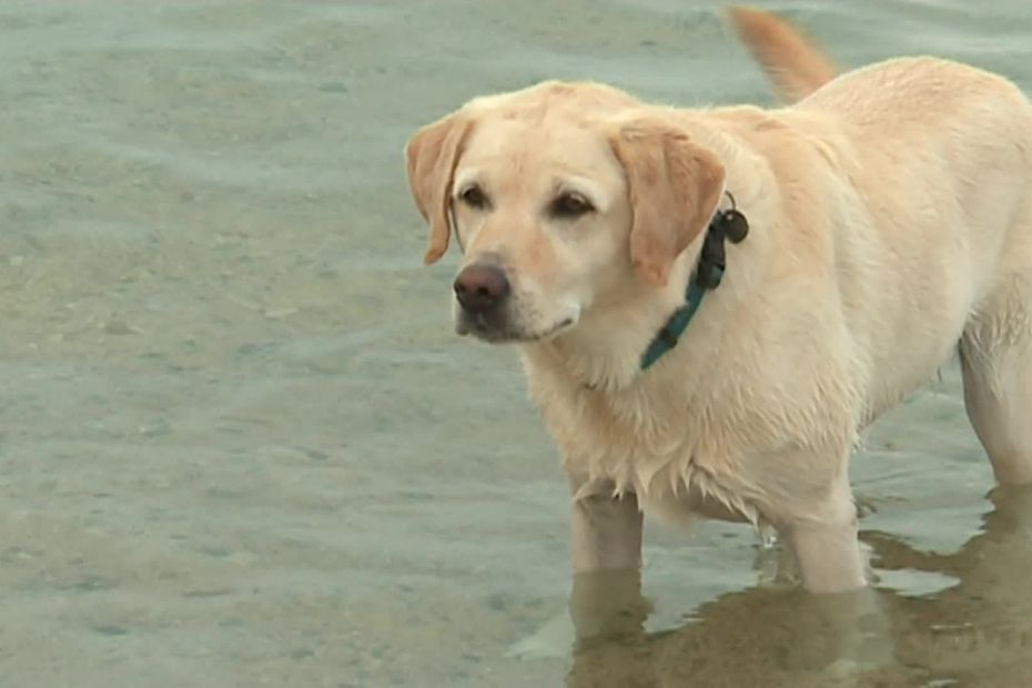 Hausse des températures : conseils pour protéger votre chien en période de chaleur.