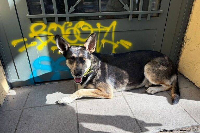 Chienne sauvée de la violence d’un propriétaire grâce à une mobilisation sur les réseaux sociaux