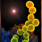 Des virus mangeurs de bactéries testés pour lutter contre l&rsquo;antibiorésistance en France