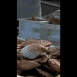 Des coquilles Saint-Jacques utilisées pour la rénovation des routes en France