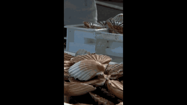 Des coquilles Saint-Jacques utilisées pour la rénovation des routes en France