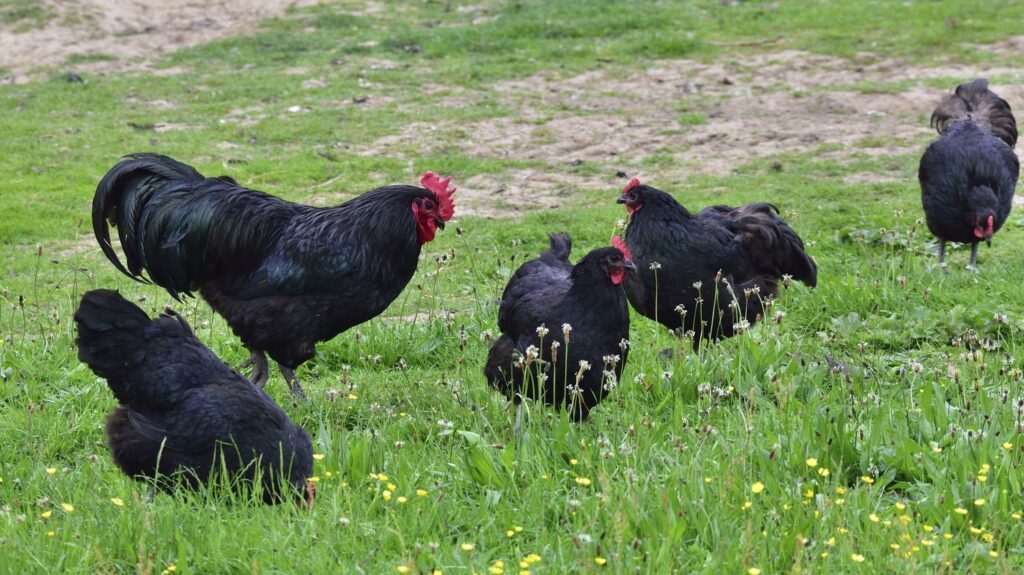 Détection du premier cas de grippe aviaire H5 en Australie par les autorités sanitaires