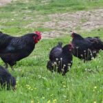 Détection du premier cas de grippe aviaire H5 en Australie par les autorités sanitaires