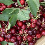Les producteurs français alertent sur l&rsquo;impossibilité de stocker les cerises.